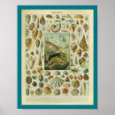 Recherche de poulpe vintage posters Calmar