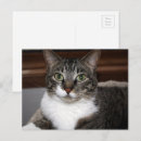 Recherche de regardez photographie Animaux