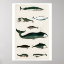Recherche de mammifère art Naturel