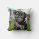Recherche de chiot de carlin coussins Mignon