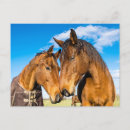Recherche de beaux chevaux cartes postales Ferme