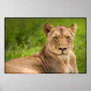Recherche de lioness posters Afrique