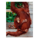 Recherche de orang outan posters Amour