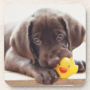 Recherche de chocolat labrador dessous de verres Chiot