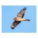 Recherche de harriers posters Oiseaux de proie