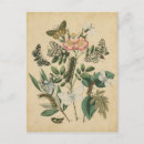 Recherche de insecte cartes postales Fleurs