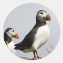 Recherche de puffin autocollants Nature