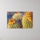 Recherche de cactus de baril Photographie