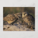 Recherche de terrier cartes postales Hibou