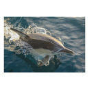 Recherche de résident posters Animal