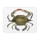 Recherche de crabe magnets Littoral