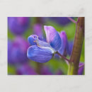 Recherche de tiges vertes cartes postales Flore