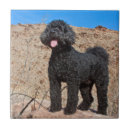 Recherche de labradoodle carreaux Chien