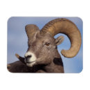 Recherche de mouflon magnets Râpe