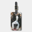 Recherche de st bernard accessoires Animaux