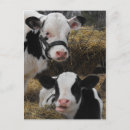 Recherche de holstein cartes postales Ferme