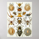 Recherche de arachnide art Illustration