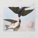 Recherche de hirondelles cartes postales Bleu