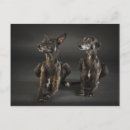 Recherche de whippet cartes postales Chien