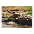 Recherche de crocodile photographie Animaux