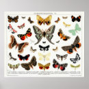 Recherche de graphique papillon art Vintage