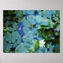 Recherche de koi pond posters Eau