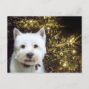 Recherche de noël westie cartes postales Amoureux des chiens