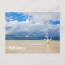 Recherche de arbre solitaire cartes postales Plage
