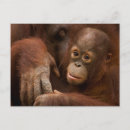 Recherche de orangs outans cartes postales Jungle