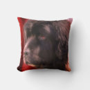 Recherche de terre neuve coussins Chien