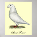 Recherche de pigeons posters Course
