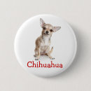 Recherche de chihuahua badges Chiot