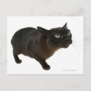 Recherche de surveillance cartes postales Noir
