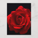 Recherche de rouge cramoisi cartes postales Rose