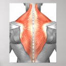 Recherche de cou humain posters Trois dimensions