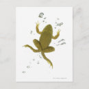 Recherche de grenouille verte cartes postales Faune