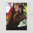 Recherche de parrot cartes postales Macaw