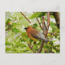 Recherche de arbre de cèdre cartes postales Oiseau