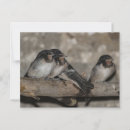 Recherche de hirondelles cartes postales Oiseau