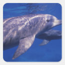 Recherche de réfléchir autocollants Animal