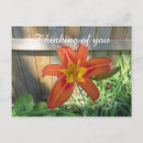 Recherche de fleur de lis photographie Fleurs d'été