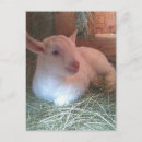 Recherche de saboteur cartes postales Sabots