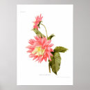 Recherche de peinture dahlia posters floral