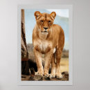 Recherche de lioness posters Chat sauvage