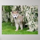 Recherche de malamute posters Chiot
