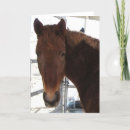 Recherche de visage de cheval Photographie