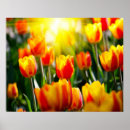 Recherche de tulipe posters Paysage