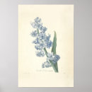 Recherche de jacinthes posters Fleurs