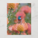 Recherche de grand oiseau cartes postales Faune