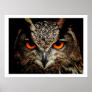 Recherche de owl posters De hibou
